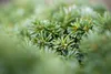Abies koreana 'Brillant', Koreatanne, kompakt, 15–20 cm Produktbild-Vorschau 4