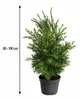 Callistemon Captain Cook: altezza 80-100 cm. Altrimenti Anteprima dell’immagine prodotto 5