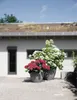 Two potted plants, one with red flowers and one with white flowers, are placed on a paved patio in front of a modern building with a green roof. Produktbild-Vorschau