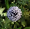 6 x Echinops rit. 'Veitch's Blue' - chardon globe - pot 9 x Voir les images du produit 2