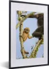 MuchoWow® MuchoWow® Gerahmtes Poster Junger Affe schaut in Produktbild-Vorschau 1