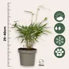 A potted bamboo plant with informational icons on the right side. Produktbild-Vorschau