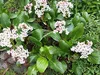Stauden Gänge 1 x Bergenia cordifolia ‚Beach' - Bergenie - Produktbild-Vorschau 3