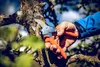 Záhradné nožnice orig.Löwe 1.104 celková d.210mm rezná Náhľad obrázku produktu 4
