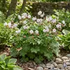 Bloomique - Lot de 3 - Géranium macrorrhizum ‘Spessart’ - Voir les images du produit 6