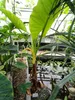 Wasserbanane (Typhonodorum lindleyanum) - 1 gekeimter Samen Produktbild-Vorschau 3