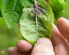 A hand holding a leaf infested with aphids. Náhled obrázku produktu