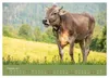 Allgäuer Rindvieh 2027 (Wandkalender 2027 DIN A2 quer), Produktbild-Vorschau 6
