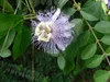 SAFLAX  - Passiflore officinale - 5 graines - Passiflora Voir les images du produit 4