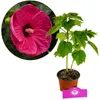 Hibiscus moscheutos « Jazzberry Jam », fleurs rouge Voir les images du produit 1
