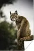 MuchoWow® Poster Luchs auf einem Stein sitzend 60x90 cm - Produktbild-Vorschau 1