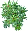 Rhododendron nain 'Graziella' - Résistant au froid & Voir les images du produit 2