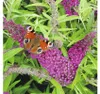 Sommerflieder, Schmetterlingsflieder Mix Buddleja davidii Produktbild-Vorschau 6