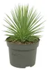 Agave striata var. nana - Stachelsschwein-Agave - 12cm Topf Produktbild-Vorschau 1