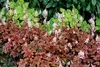Stauden Gänge 1 x Heucherella Hybride 'Brass Lantern' im 1 Produktbild-Vorschau 4