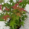 GreenboutiQ - Balkonpflanze - Japanischer Ahorn - Acer Produktbild-Vorschau 5