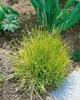 Japanisches Berggras, im Topf - Hakonechloa macra Produktbild-Vorschau 10