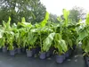 Bananenstaude Banane Musa Basjoo 140 - 170 cm winterhart Produktbild-Vorschau 8