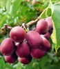 BALDUR Garten 2er Kiwi Ken's Red® (inkl. Befruchter), Produktbild-Vorschau 1