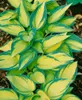 Funkie June, im Topf - Hosta x tardiana Produktbild-Vorschau 3
