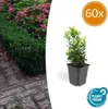 Japonské vreteno Euonymus japonicus 'Green Spire' - 60 Náhľad obrázku produktu 2