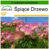 SAFLAX - Śpiące Drzewo - 50 Nasiona - Z podłożem uprawowym Podgląd zdjęcia produktu 5