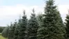 Stech-Fichte ´GLAUCA´ 40-50 cm, Cont. 3 l Produktbild-Vorschau 4