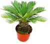 Cycas revoluta – cykasa japońska w doniczce o średnicy 28 Podgląd zdjęcia produktu 4