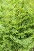 Osmunda regalis, Königsfarn, ca. 9x9 cm Topf Produktbild-Vorschau 3