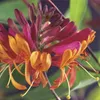 Chèvrefeuille Lonicera heckrottii Goldflame - 2 plants de Voir les images du produit 1