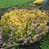 Origanum vulgare 'Aureum', Goldmajoran, aromatisch, ca. 9x9 Produktbild-Vorschau 8