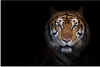 MuchoWow® Poster Tiger - Tier - Porträt 60x40 cm - Produktbild-Vorschau 1