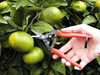 ARS Sécateurs | Ciseaux à fruits | Ciseaux de fleuriste | Voir les images du produit 5