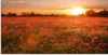 ARTland Glasbild Mohnblumenfeld bei Sonnenuntergang Größe: Produktbild-Vorschau 1