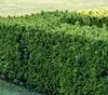 Dehner Gemeine Eibe, Taxus baccata, weiche Nadeln, 45-55 Produktbild-Vorschau 3