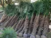 A row of potted palm trees lined up outdoors. Produktbild-Vorschau