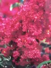 Lagerstroemia indica Dynamite ® - Chinesische Kräuselmyrte Produktbild-Vorschau 1