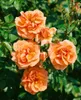 Rosa 'Westerland', róża krzewiasta, pomarańczowo-żółta, Podgląd zdjęcia produktu 5