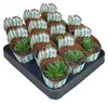 Haworthia truncata - zeldzame Haworthia - zeldzaamheid - Productafbeelding-voorbeeld 1