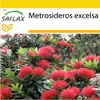 SAFLAX Kultivační sada -  Zéland vánoční strom - Náhled obrázku produktu 10