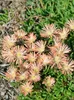 Delosperma sutherlandii, Mittagsblume, rosa Blüten, ca. 9x9 Produktbild-Vorschau 2