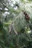 Tränen-Kiefer 70-80 cm, im Topf - Pinus wallichiana, Produktbild-Vorschau 3