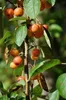 Malus hybr. 'Perpetu'® ('evereste'®) - Pomme d'ornement 60- Voir les images du produit 3