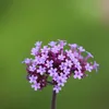 Bloomique - 3er Set - Verbena Bonariensis - Ironhard - Produktbild-Vorschau 5