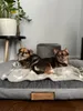 Letto grande per cani divano per cani cuscino per cani Anteprima dell’immagine prodotto 9