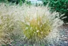 Pennisetum alopecuroides 'Hameln', Lampenputzergras, ca. Produktbild-Vorschau 12