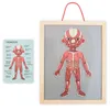 Magnetyczne puzzle - Nauka anatomii - Ciało człowieka Podgląd zdjęcia produktu 8