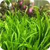 Eco Plant Echinodorus Tenellus - roślina invitro 5 sztuk Podgląd zdjęcia produktu 2