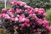 Rhododendron yakushimanum 'Fantastica', rosa-rot, 40–50 cm Produktbild-Vorschau 2