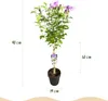 Hibiscus syriacus Lavendor Chiffon - Plante sur tige - Voir les images du produit 3